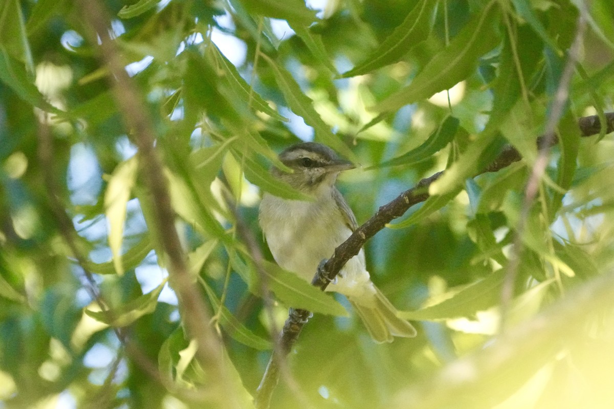 Black-whiskered Vireo - ML645722148