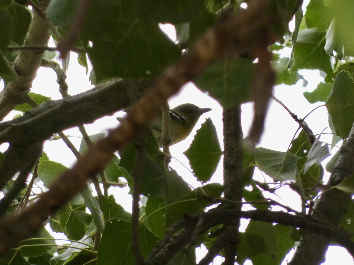 Yellow-throated Vireo - ML645722154