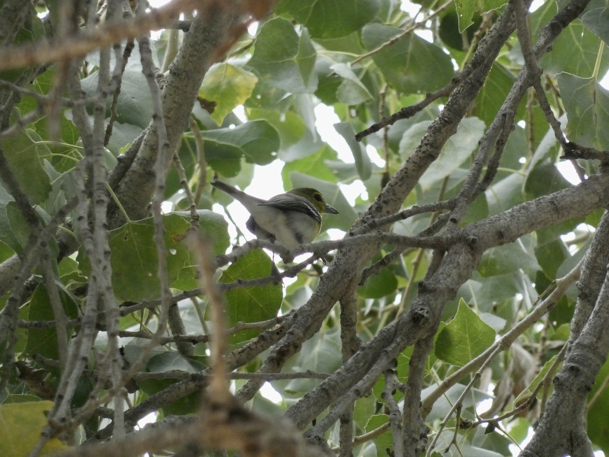 Yellow-throated Vireo - ML645722155