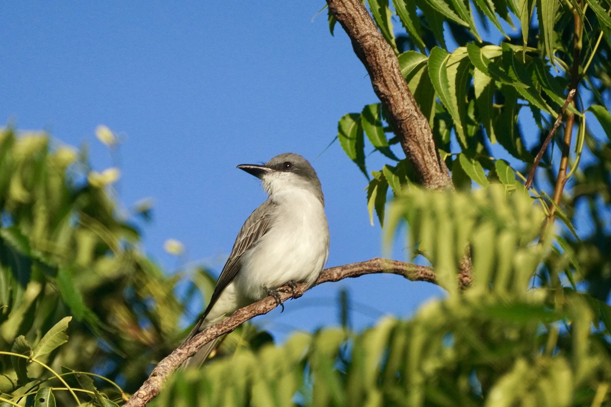 Gray Kingbird - ML645722164
