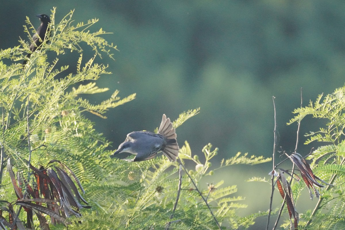 Gray Kingbird - ML645722165