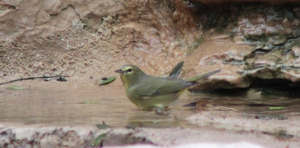 Orange-crowned Warbler - ML645722201