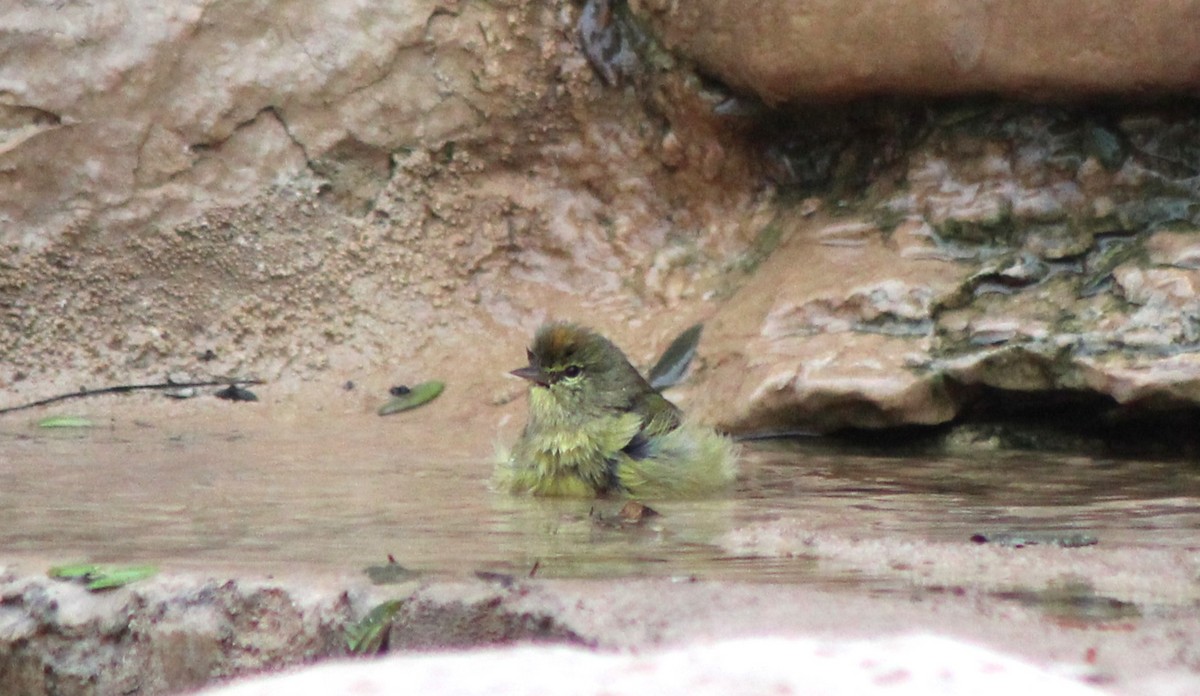 Orange-crowned Warbler - ML645722202