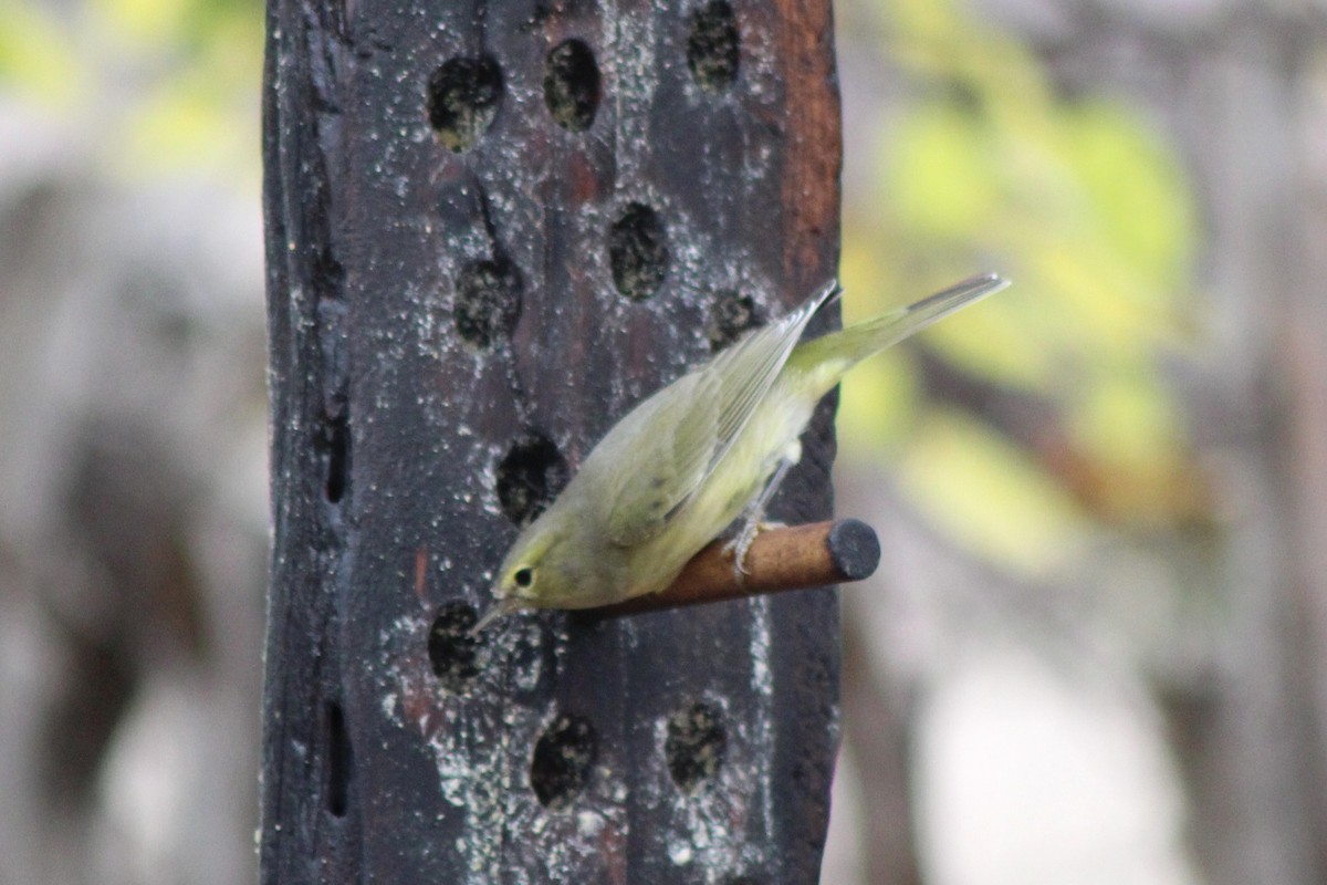 Orange-crowned Warbler - ML645722203