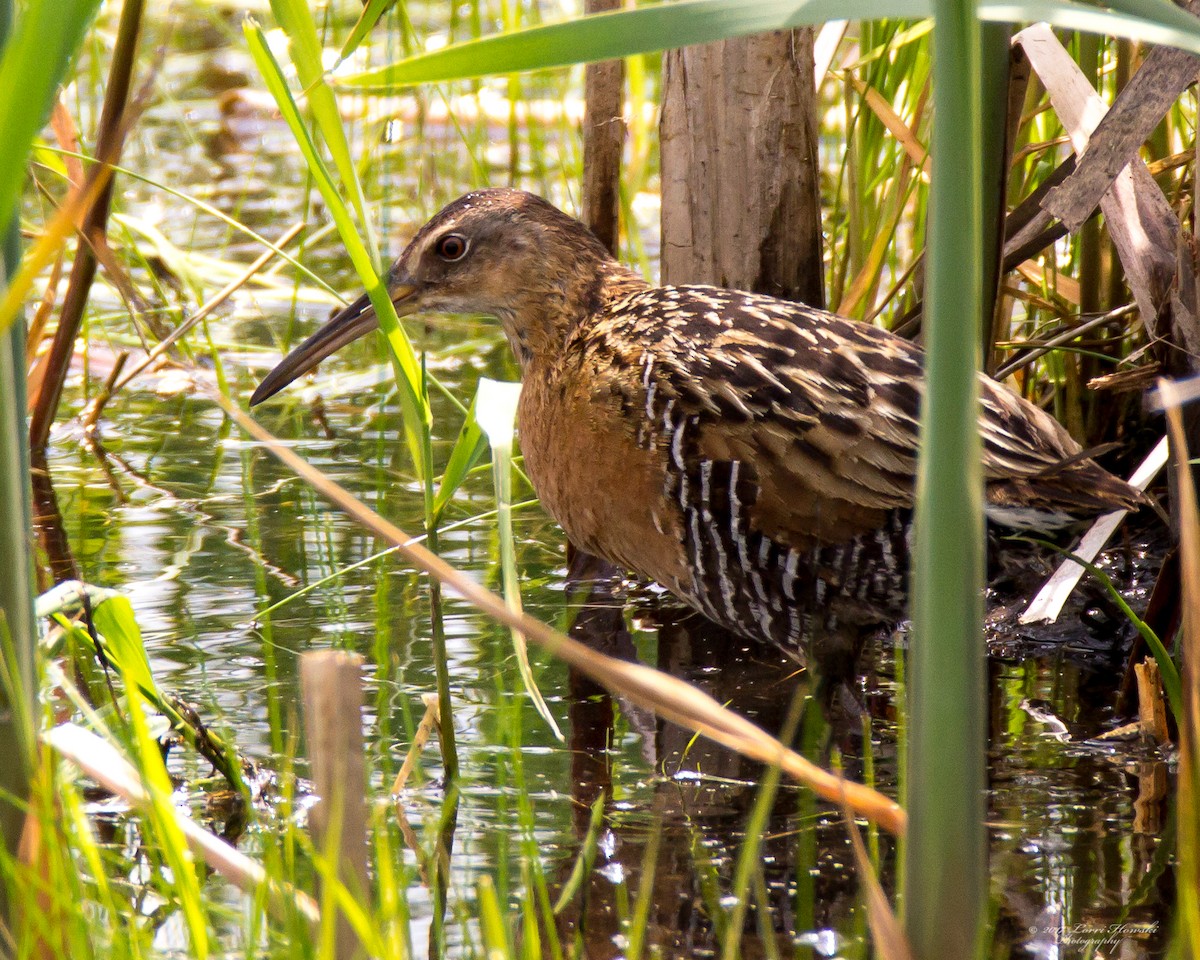 King Rail - ML64572221