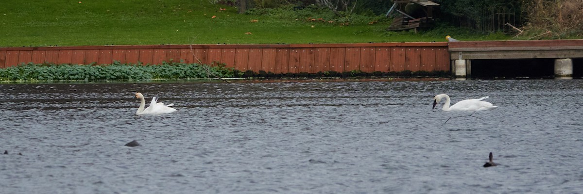 Tundra Swan - ML645722210