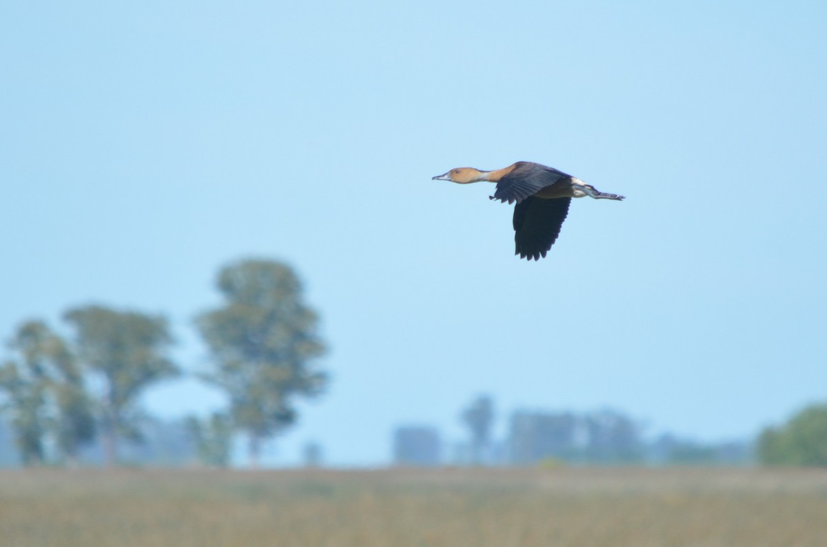 Fulvous Whistling-Duck - ML645722214