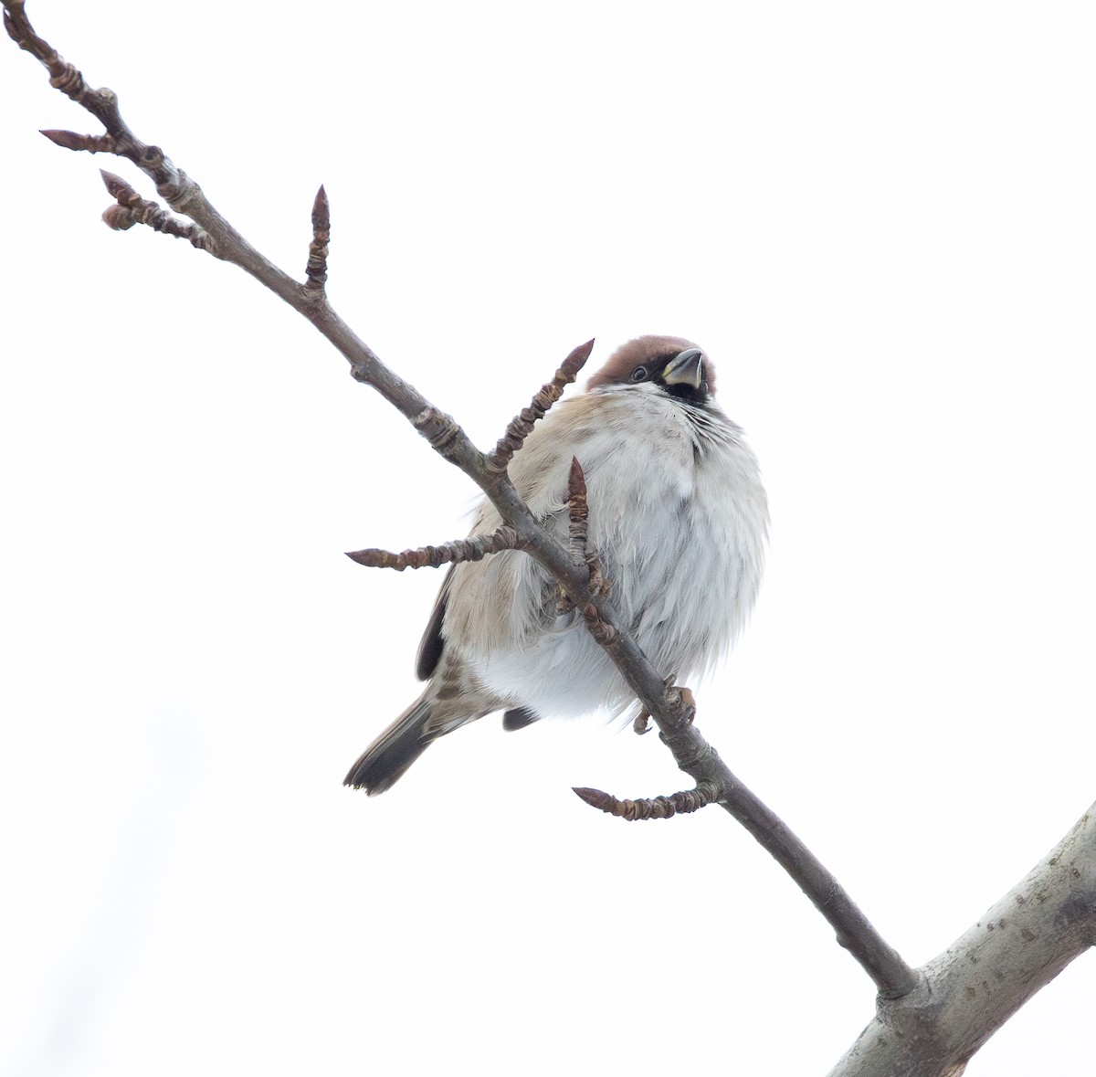 Eurasian Tree Sparrow - ML645722217
