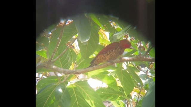 Cinnamon Woodpecker - ML645722219