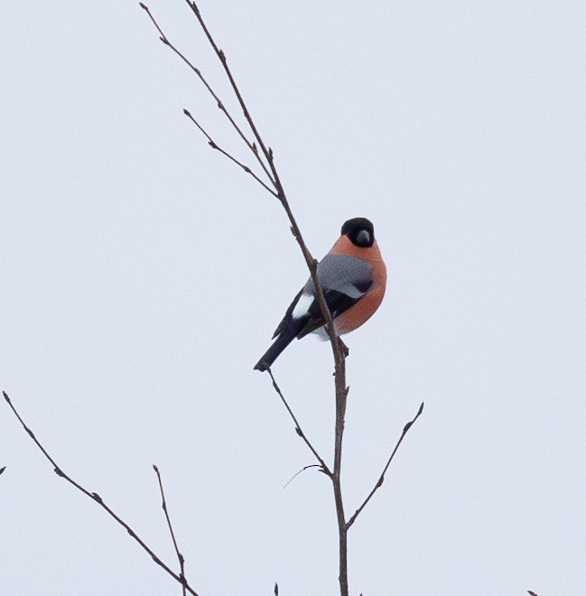 Eurasian Bullfinch - ML645722221