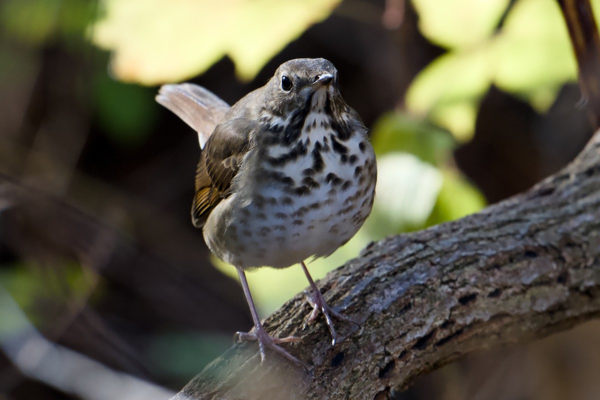Hermit Thrush - ML645722228