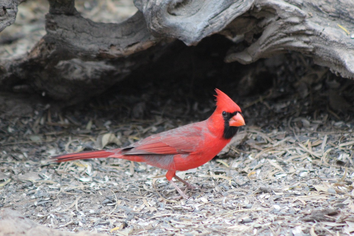 Northern Cardinal - ML645722231