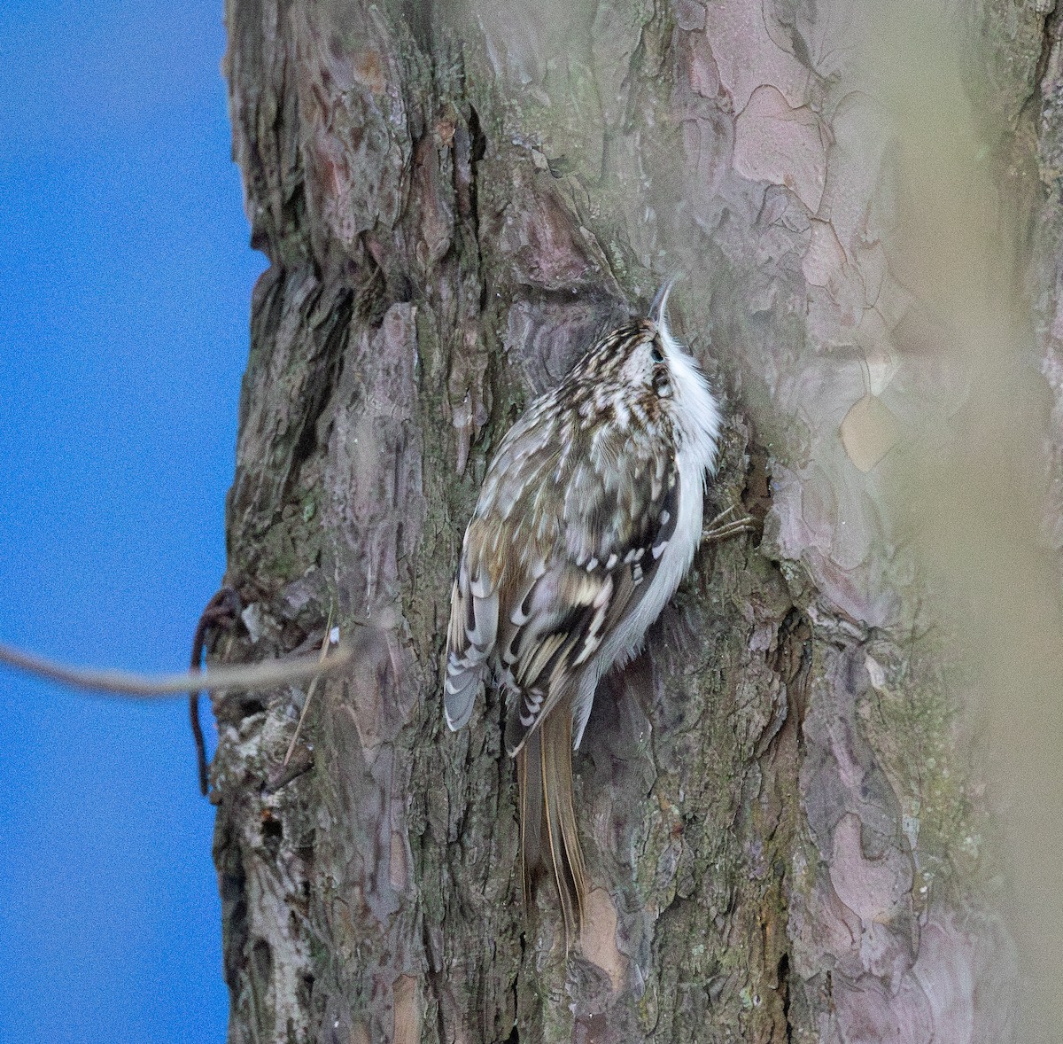 Eurasian Treecreeper - ML645722232