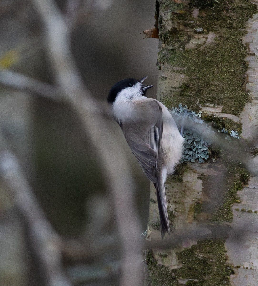 Marsh Tit - ML645722238