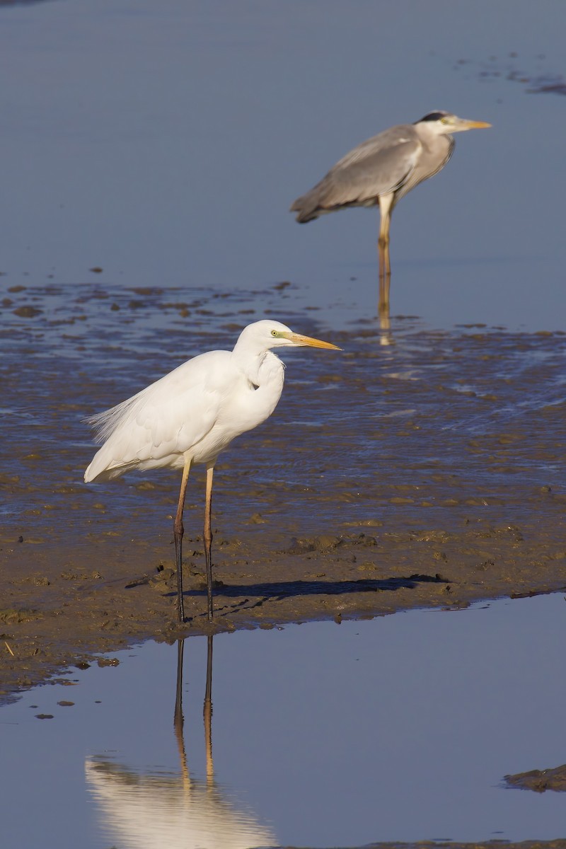 Great Egret - ML645722239