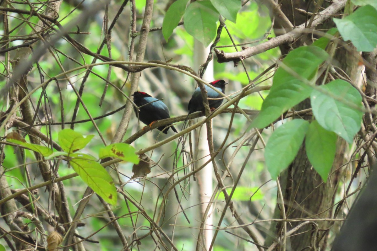 Long-tailed Manakin - ML645722241