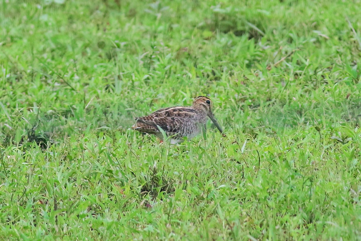 ハリオシギ - ML645722242