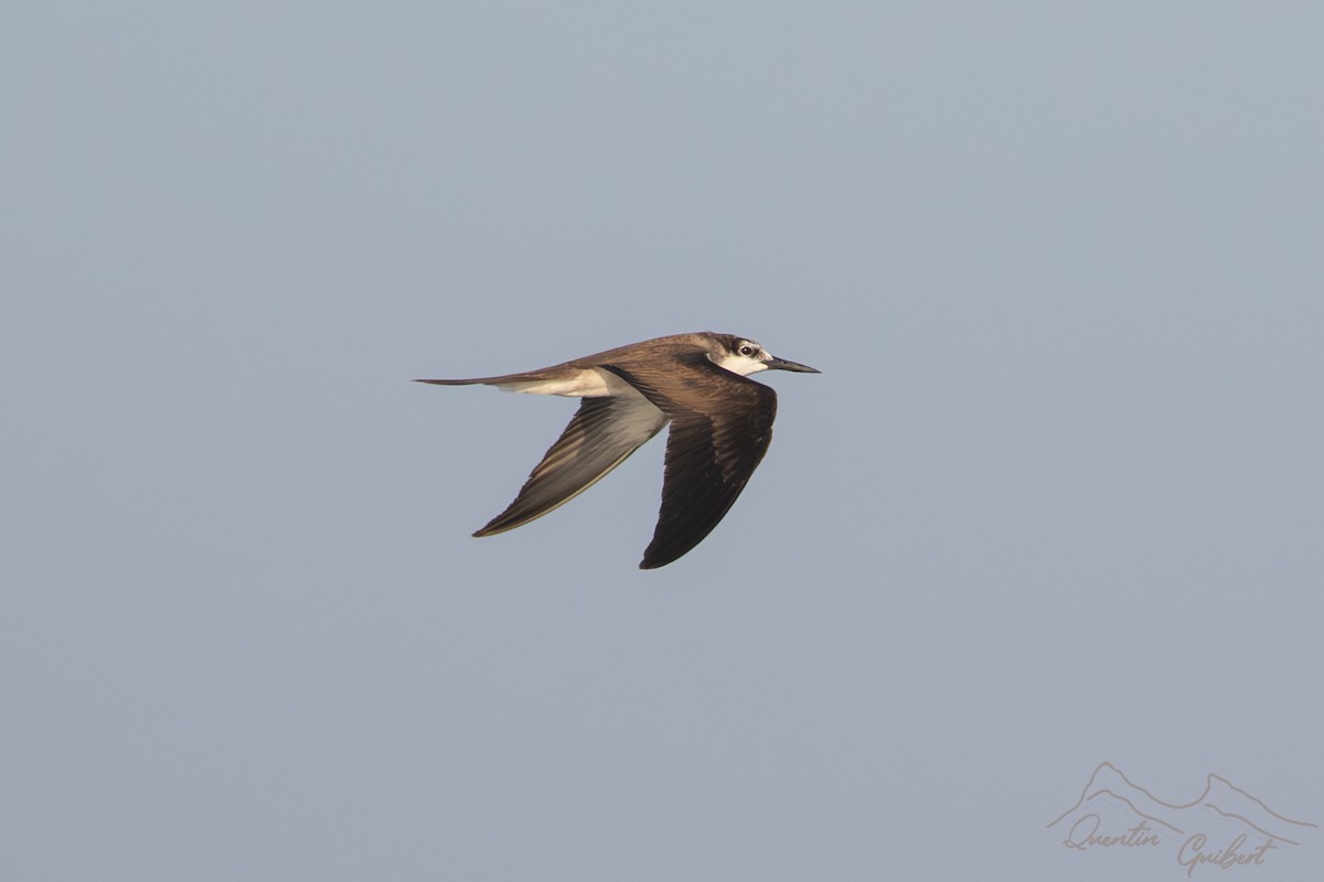 Bridled Tern - ML645722253