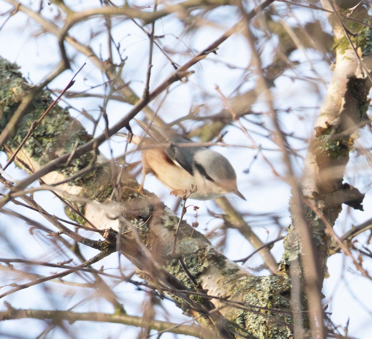 Eurasian Nuthatch - ML645722260