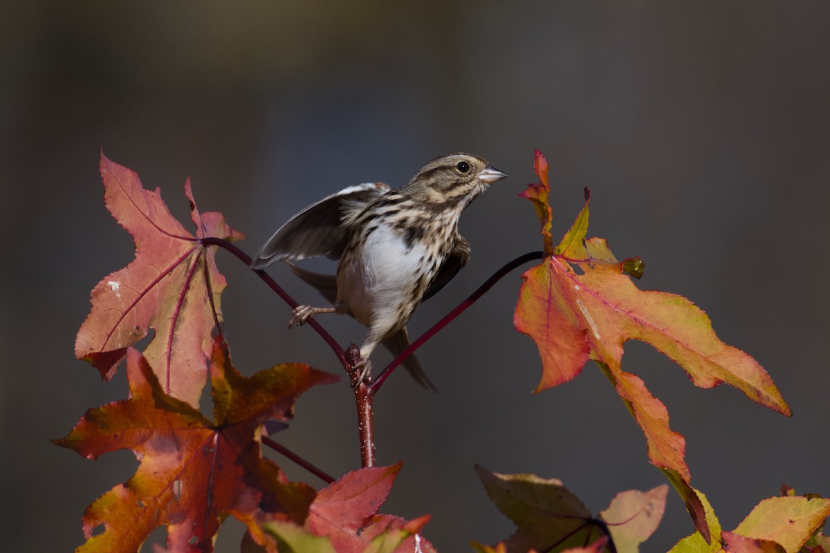 Song Sparrow - ML645722269