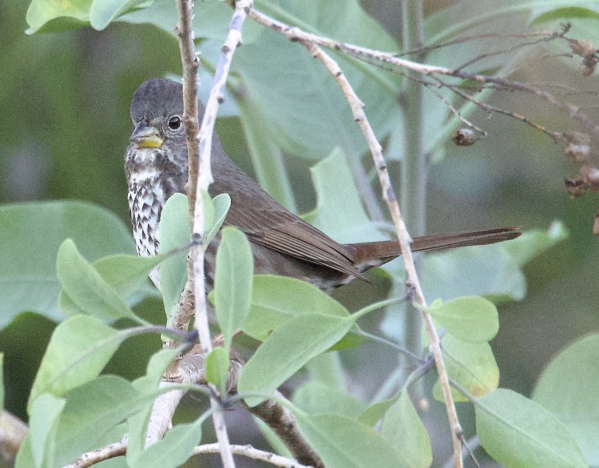 strnadec kaštanový [skupina megarhyncha] - ML645722273