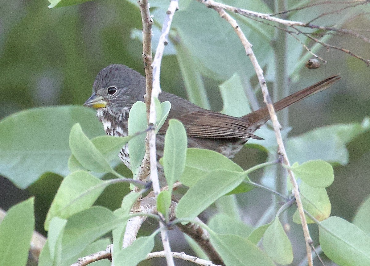 strnadec kaštanový [skupina megarhyncha] - ML645722274