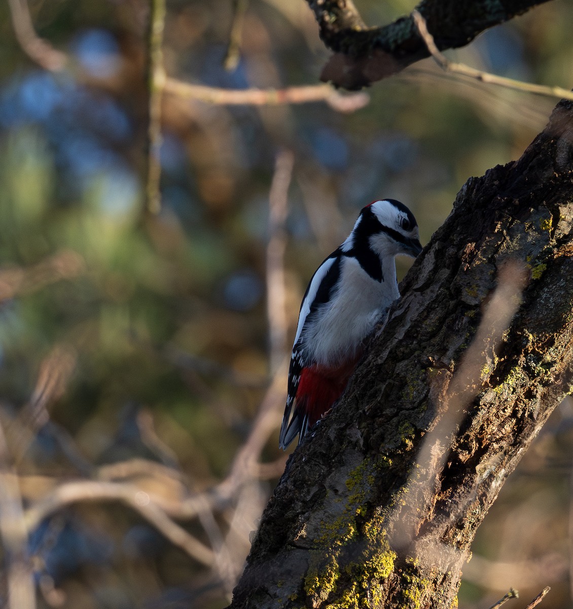 Great Spotted Woodpecker - ML645722278
