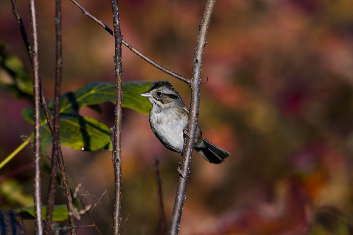 Swamp Sparrow - ML645722282