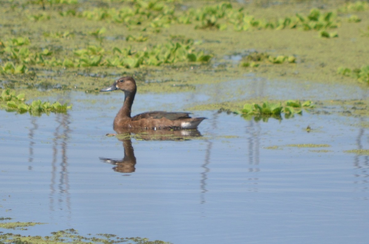 Rosy-billed Pochard - ML645722284