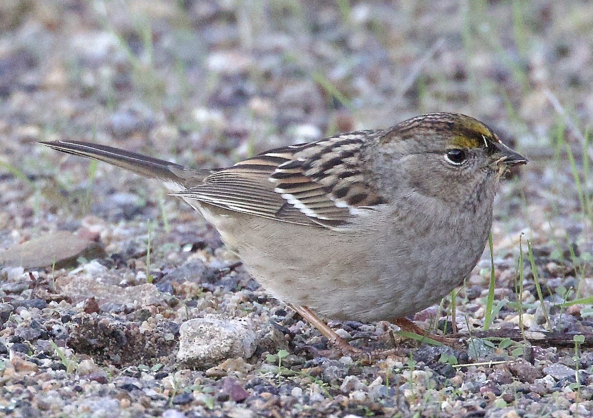 Golden-crowned Sparrow - ML645722295