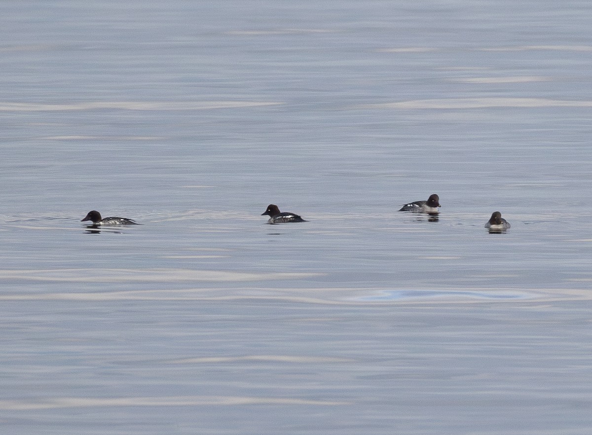 Common Goldeneye - ML645722296