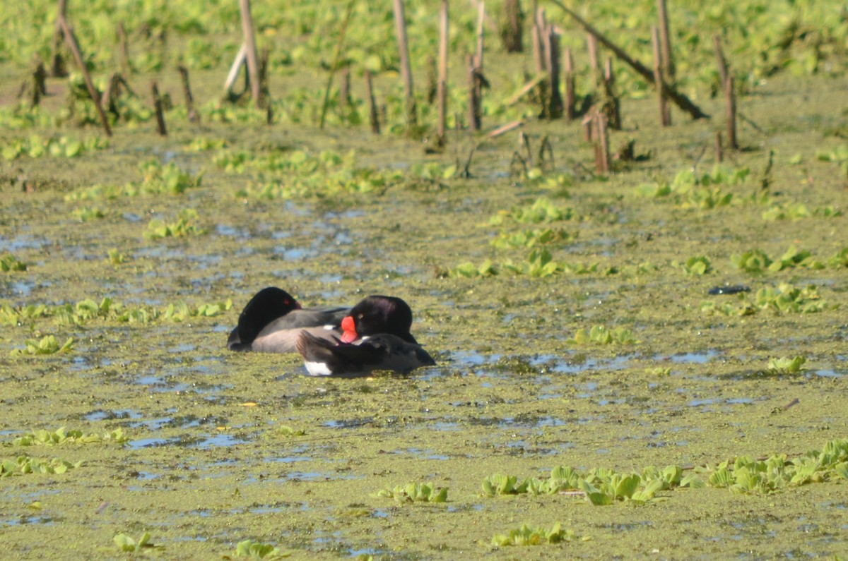 Rosy-billed Pochard - ML645722303