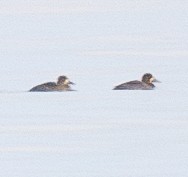 Greater Scaup - ML645722304