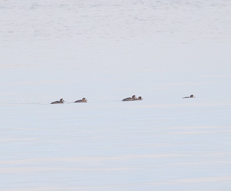 Greater Scaup - ML645722305