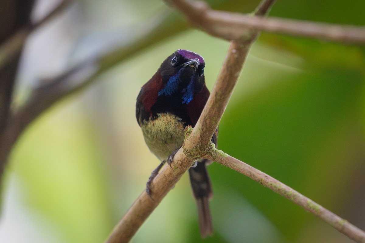 Black-throated Sunbird - ML645722307