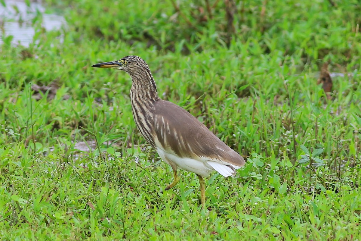 Indian Pond-Heron - ML645722308