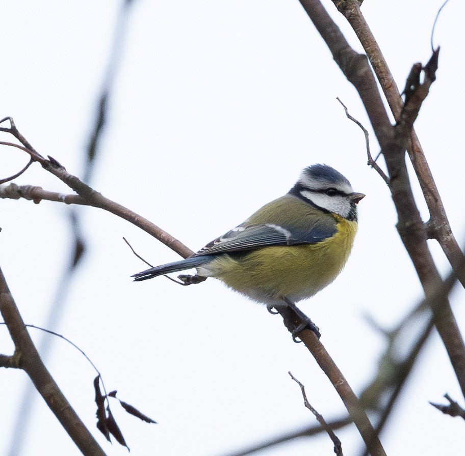 sýkora modřinka - ML645722310