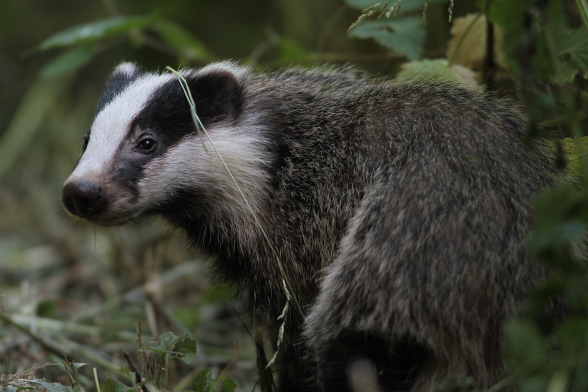 European Badger - ML645722313