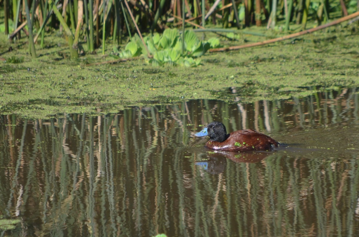 Lake Duck - ML645722314