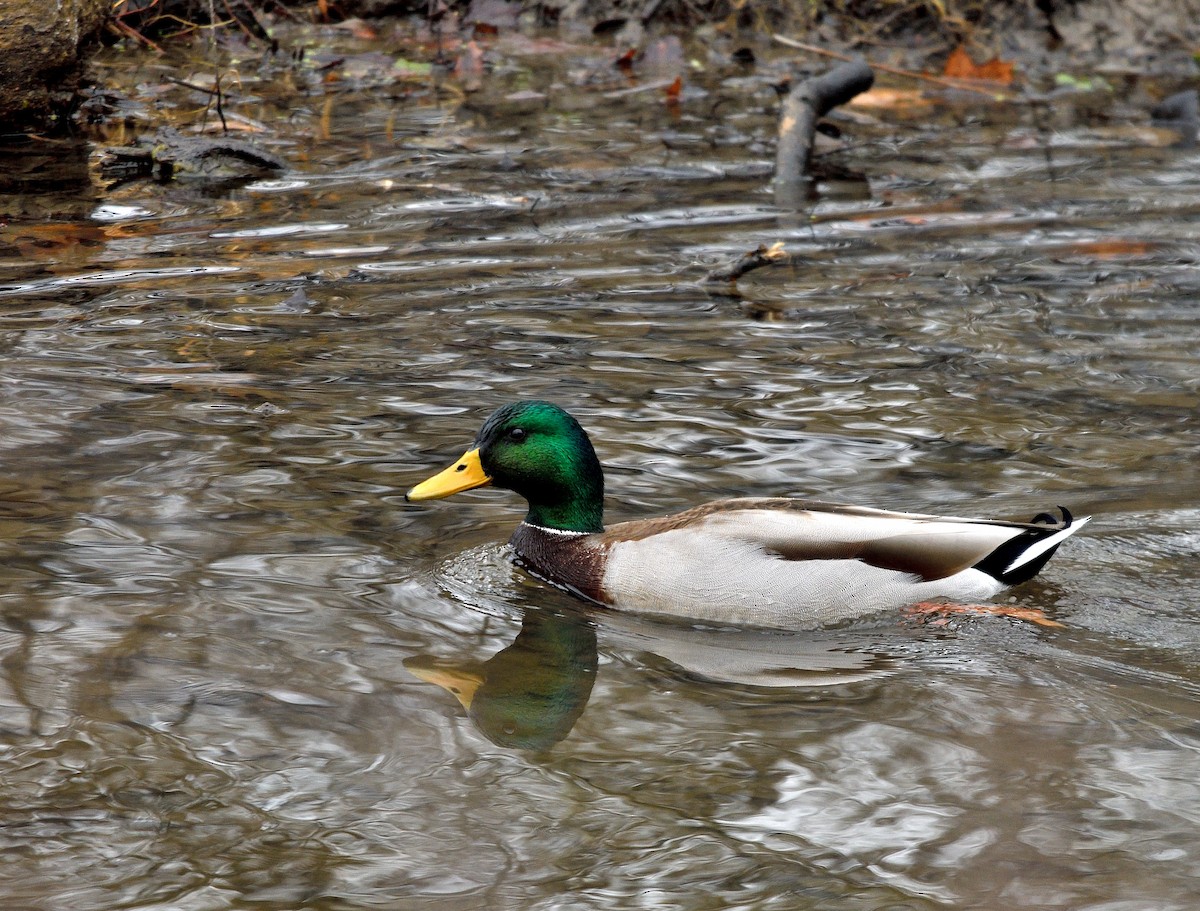 Mallard - ML645722316