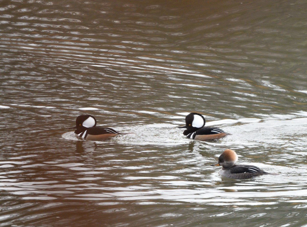 Hooded Merganser - ML645722321