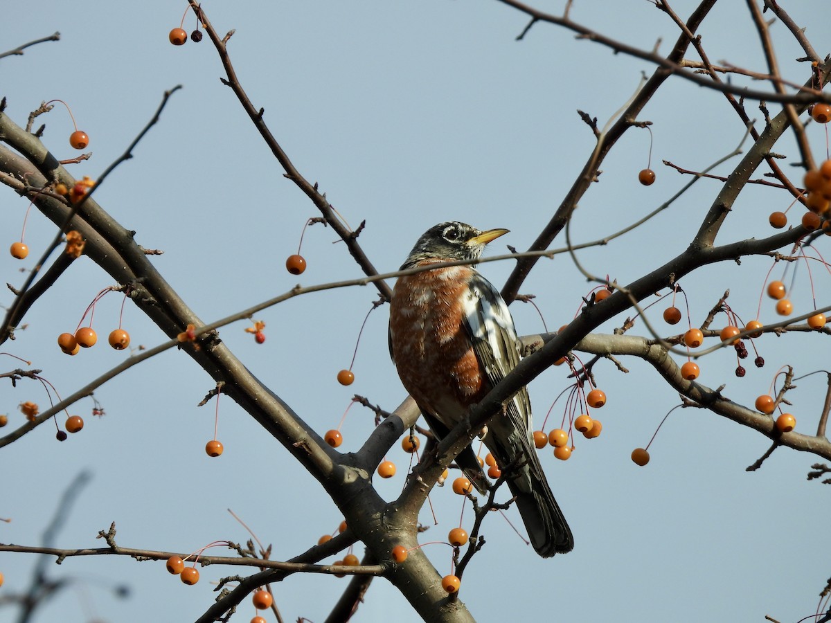 American Robin - ML645722324