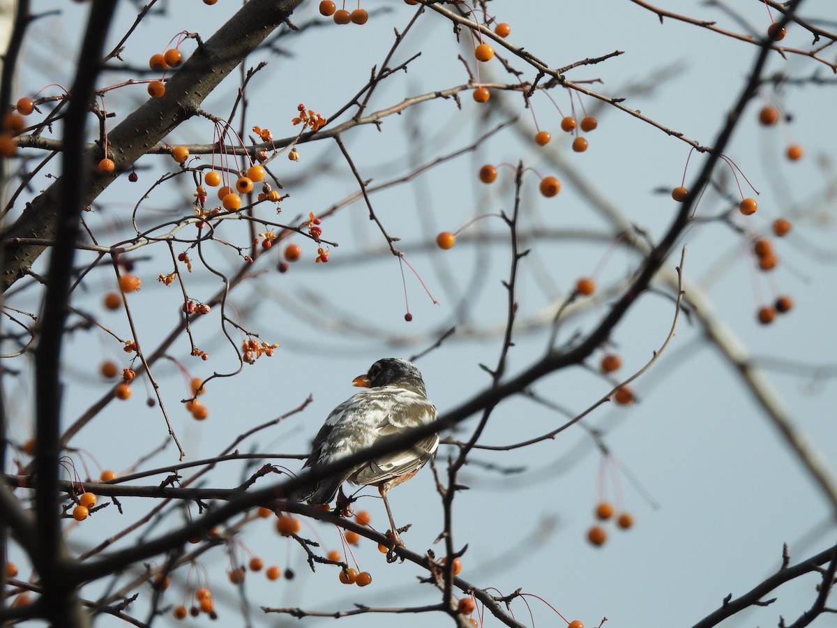 American Robin - ML645722327