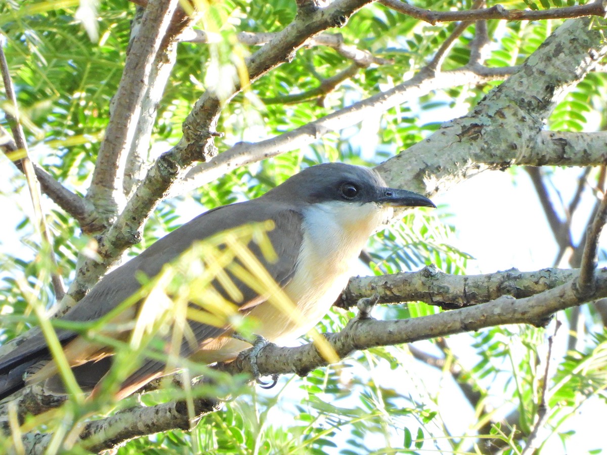 Кукліло бурий - ML645722329