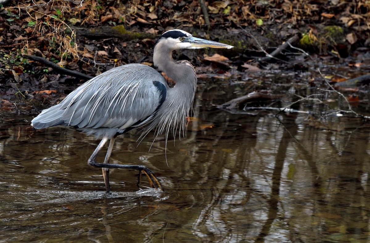 Great Blue Heron - ML645722331