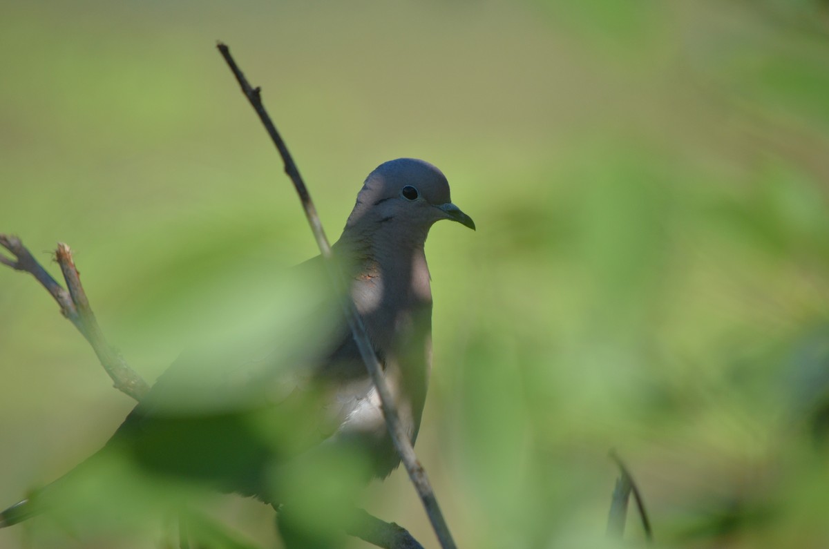 Eared Dove - ML645722332