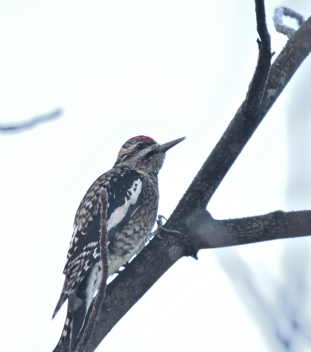Yellow-bellied Sapsucker - ML645722333