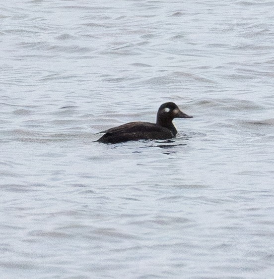 Velvet Scoter - ML645722339