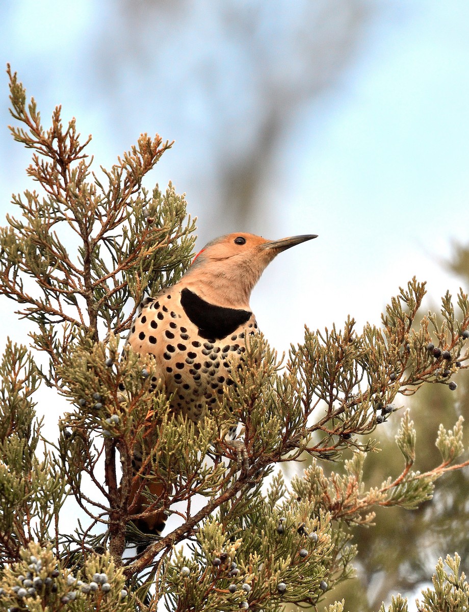 Northern Flicker - ML645722340