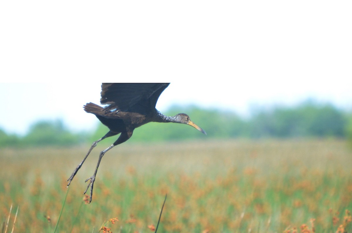 Limpkin - ML645722342